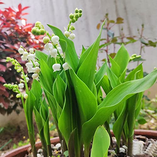 Bulbos de lirio de los valles,Alta Tasa De GerminacióN,Cuidado Simple,Los Principiantes Son FáCiles De Sobrevivir,FáCil De Cultivar-5 Bulbos