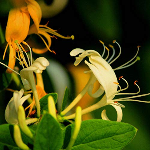 C-LARSS 1 Bolsa Semillas De Madreselva Sin Olor Mini Semillas Perfumadas De Floración Estética Marrón Natural Para Jardín Semillas de madreselva