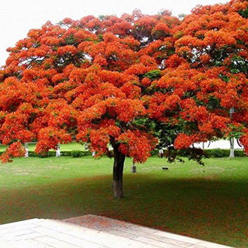 C-LARSS 10 Piezas Delonix Regia Seeds, Planta De Jardín De árbol De Llama Extravagante Bonsái Para Exteriores