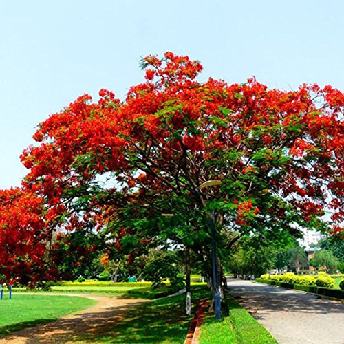 C-LARSS 10 Piezas Delonix Regia Seeds, Planta De Jardín De árbol De Llama Extravagante Bonsái Para Exteriores