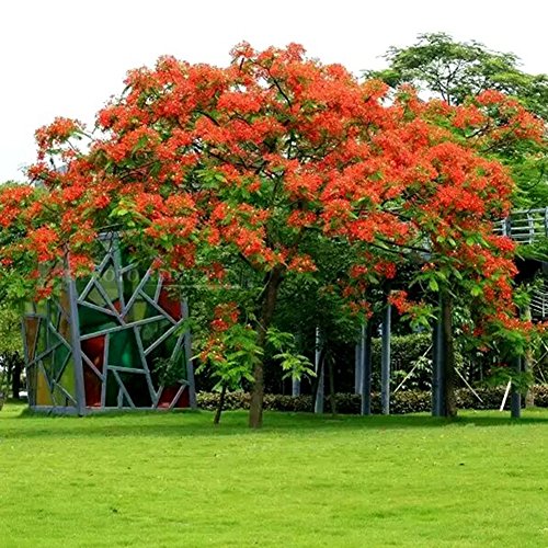 C-LARSS 10 Piezas Delonix Regia Seeds, Planta De Jardín De árbol De Llama Extravagante Bonsái Para Exteriores