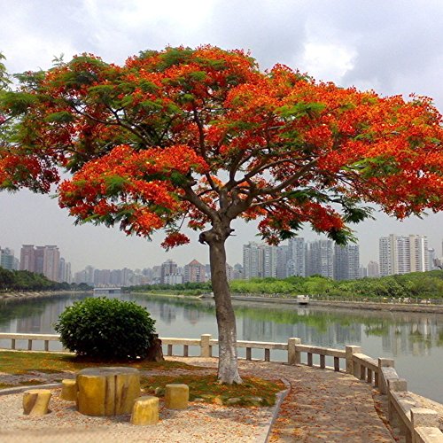 C-LARSS 10 Piezas Delonix Regia Seeds, Planta De Jardín De árbol De Llama Extravagante Bonsái Para Exteriores