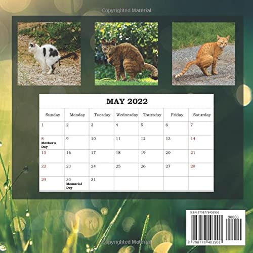 Cats Pooping Calendar 2022: Funny Animal Lover Gag Joke Cats Answering Nature's Call For Cat Lovers / Owner including Space To Take Notes | Gift For: ... Santa, Exchange Stocking Filler or Stuffer
