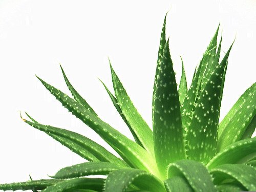 Crema de Manos con Jugo de Aloe Vera - 60 ml - Contiene Alantoína y Aceite de Aguacate - Hidratante, Nutritiva y Regeneradora - Fabricado en España en plantaciones Ecológicas - Verdaloe