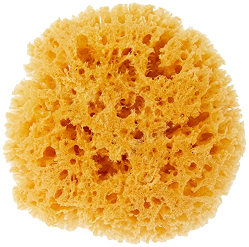 CROLL & DENECKE P160 - Esponja Natural del mar Mediterráneo, 16 cm