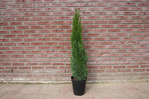 Cupresses sempervirens Totem - Ciprés italiano, 160 cm