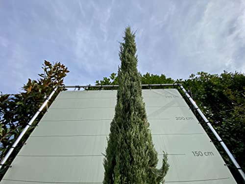 Cupresses sempervirens Totem - Ciprés italiano, 160 cm
