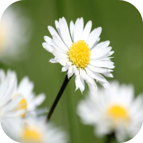 Daisy Wallpapers