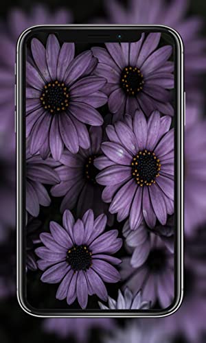 Daisy Wallpapers HD
