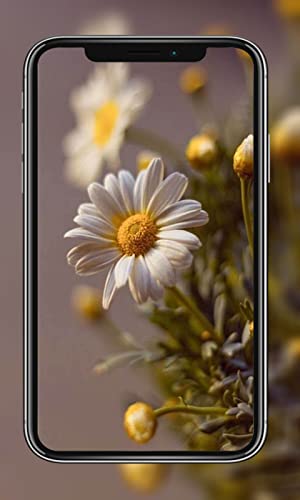 Daisy Wallpapers HD
