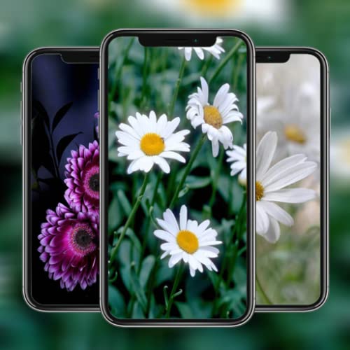 Daisy Wallpapers HD