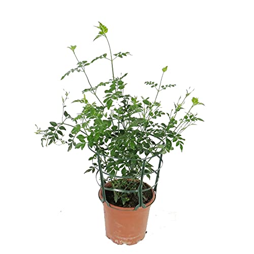 DECOALIVE Jazmín Común Planta con Flor Natural de Interior y Exterior Ideal para Terraza (8436601573346)