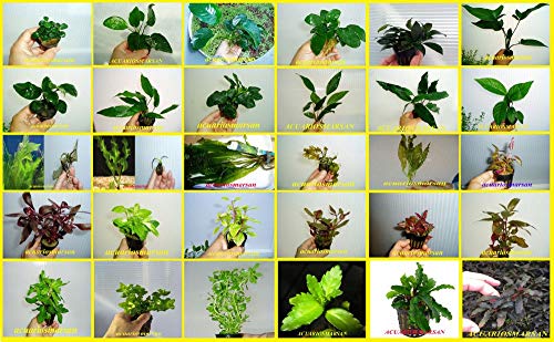 Desconocido ACUARIOS MARSAN Plantas DE Acuario Hay Muchas Especies para Escoger Y Solo PAGUE UN GASTO DE Envio (AMBULIA SESSILIFLORA-5 Tallos)