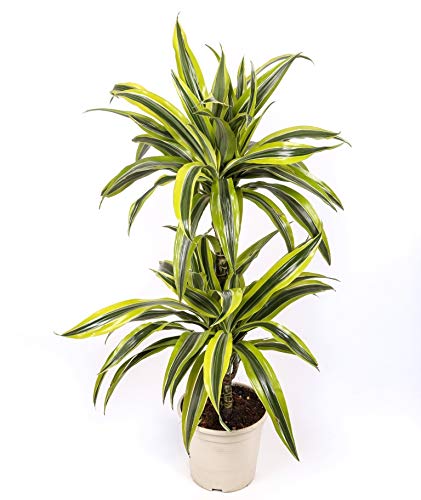 Dracaena Lemon Lime - 2 troncos - Altura total aprox. 80cm. - Planta viva - (envíos sólo a península)