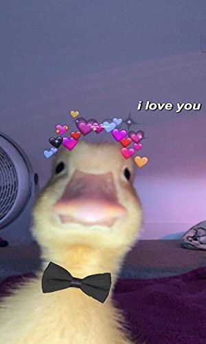Duck Wallpaper