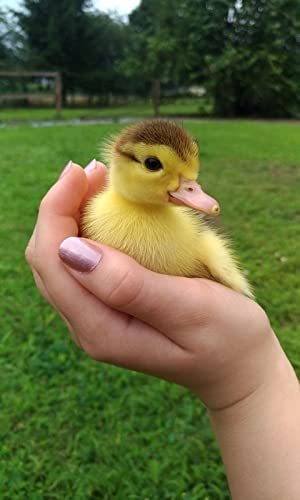Duck Wallpaper