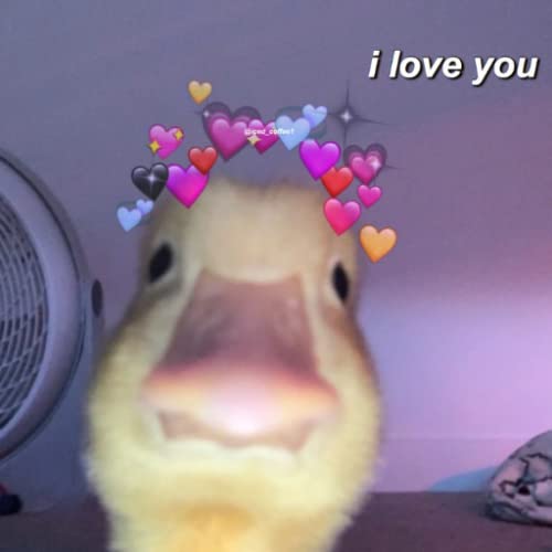 Duck Wallpaper