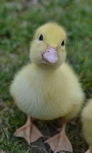 Duck Wallpaper