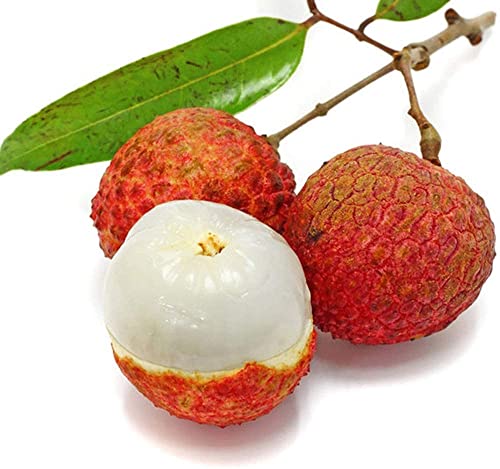 El Lichi Es Una De Las Frutas Favoritas De Los Jardineros La Fruta Tiene Un Aroma único Y Atractivo Y Es Muy Popular Entre Los Niños 10 Piezas Semillas De Lichi GLTING