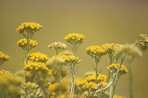 Essences Bulgaria Aceite Esencial de Curry/Siempreviva Del Monte Orgánico 10 ml, 100% Puro, Sin Diluir, Grado Terapéutico, De Granja Familiar, Aceite de Helichrysum Certificado Orgánico, Immortella