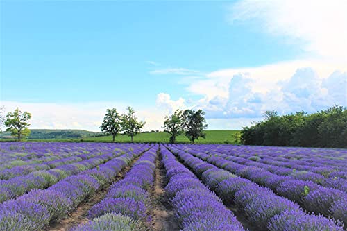 Essences Bulgaria Aceite Esencial de Lavanda Orgánica 50ml, 100% Natural, Máxima Calidad de Nuestra Propia Empresa familiar, Para Sus Propios Cosméticos, Lociones etc.