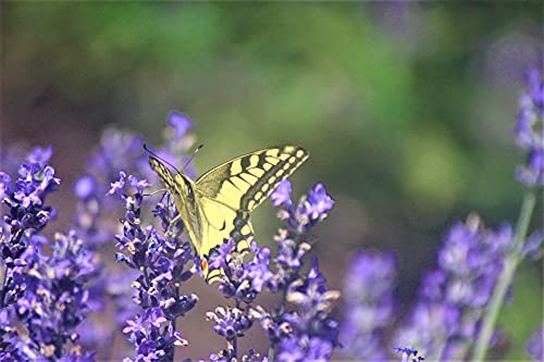 Essences Bulgaria Aceite Esencial de Lavanda Orgánica 50ml, 100% Natural, Máxima Calidad de Nuestra Propia Empresa familiar, Para Sus Propios Cosméticos, Lociones etc.