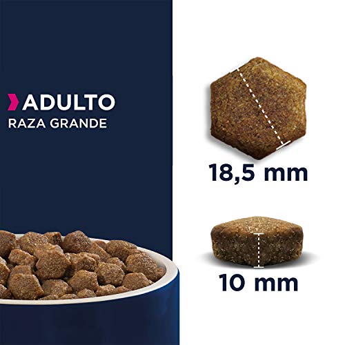 Eukanuba Alimento seco para perros adultos de razas grandes, rico en salmón y cebada, 12 kg