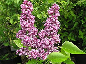 Farmerly 15 Semillas Semillas Syringa vulgaris, fragantes semillas lila francesa