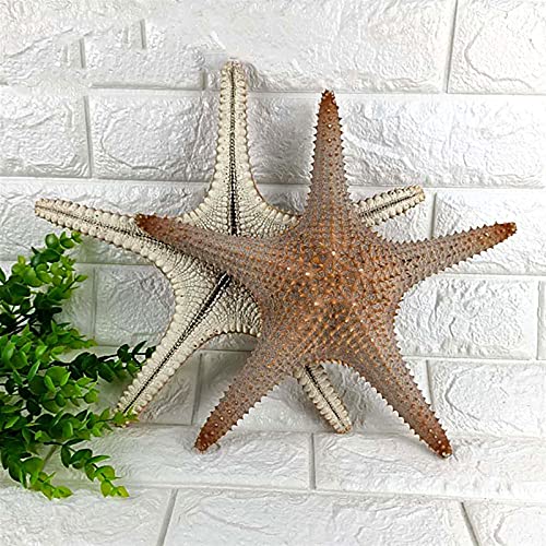 FLLOVE FANGLIANG Starfish de Gran tamaño sobre Lord Seastar Emperor Gran Grande Gran Cáscara Natural Rojo Seashell Beach Craft Home Aquarium Decoración (Color : About 31cm)