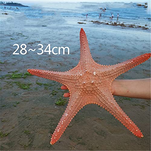FLLOVE FANGLIANG Starfish de Gran tamaño sobre Lord Seastar Emperor Gran Grande Gran Cáscara Natural Rojo Seashell Beach Craft Home Aquarium Decoración (Color : About 31cm)
