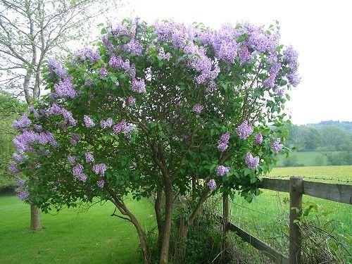 Fragantes franceses lila, Syringa vulgaris, 30 semillas