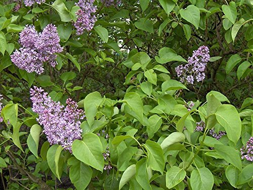 Fragantes franceses lila, Syringa vulgaris, 30 semillas