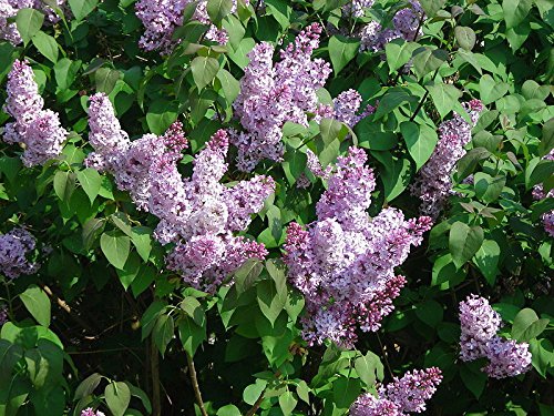 Fragantes franceses lila, Syringa vulgaris, 30 semillas