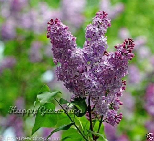 FRANCÉS LILA - Syringa vulgaris 40 semillas de arbustos Bonsái resistente al invierno rápido