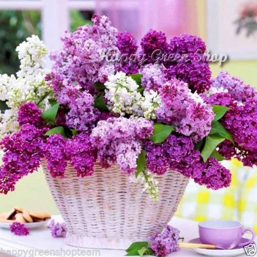 FRANCÉS LILA - Syringa vulgaris 40 semillas de arbustos Bonsái resistente al invierno rápido