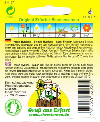 Freesia Hybrid Super Freesien mezcla de dos años