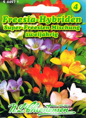 Freesia Hybrid Super Freesien mezcla de dos años