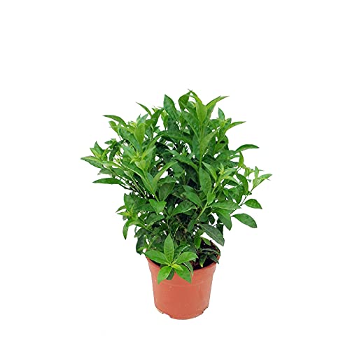 Galán de Noche Cestrum Nocturnum Dama de Noche Planta Natural de Exterior