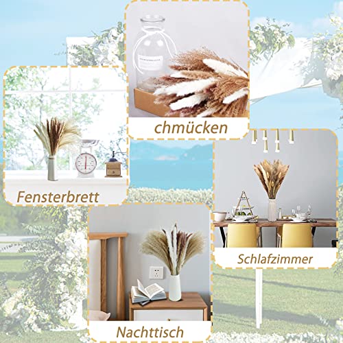 Grass Secas para La DecoracióN del Hogar,Hierba De Pampas,Pampas Grass Decoracion ,Hierba De Pampa PequeñA Seca ,Flores PequeñA Secas ,Pampas Grass,Naturales Blancos Pampas Phragmites Tallos (70pcs)