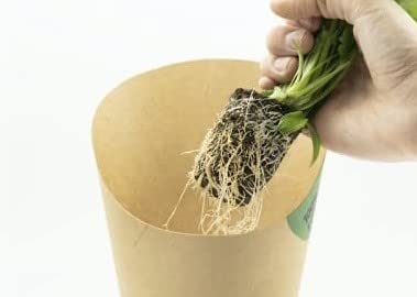 Groots | Cono de Albahaca Fresca con sus Raíces | Hierba Aromática | Especia para Condimentar Pastas, Pizzas, Ensaladas y Salsas | Planta Natural Viva | Sin Pesticidas