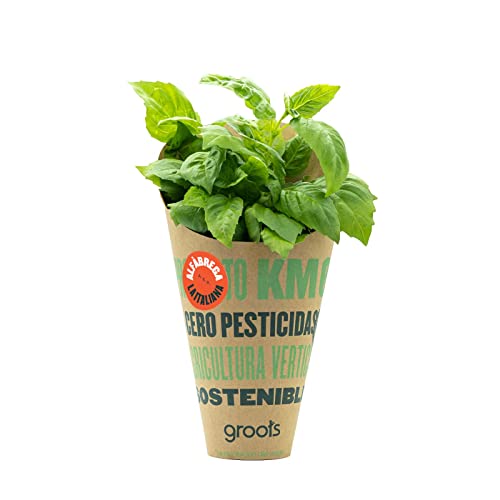 Groots | Cono de Albahaca Fresca con sus Raíces | Hierba Aromática | Especia para Condimentar Pastas, Pizzas, Ensaladas y Salsas | Planta Natural Viva | Sin Pesticidas