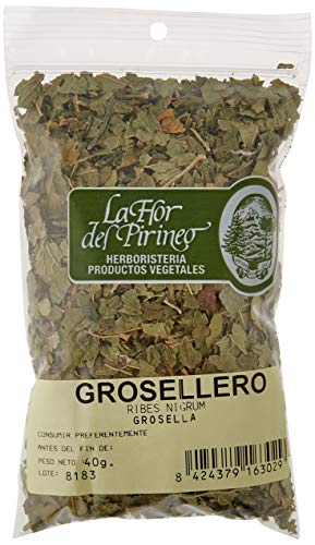 GROSELLERO NEGRO