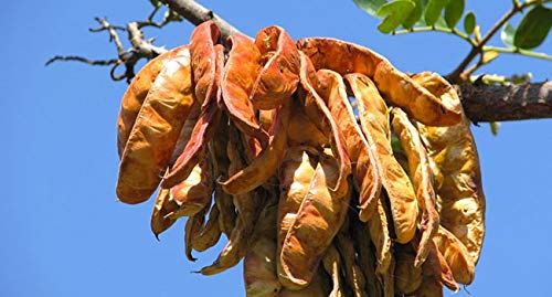 HARINA DE SEMILLA DE TARA - Ideal para Helados y Sorbetes - 100% Pura - 250gr - Goma de Tara