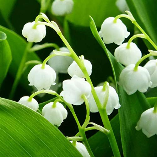 Hermosas flores cultivadas en casa,Bulbo de lirio de los valles,Flores pequeñas y delicadas,Plantar ahora,Planta decorativa mágica-5 Bulbos