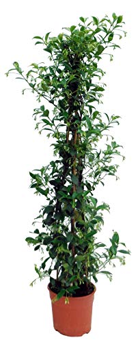 Hierba – Jazmín estrella – Altura: 120 cm