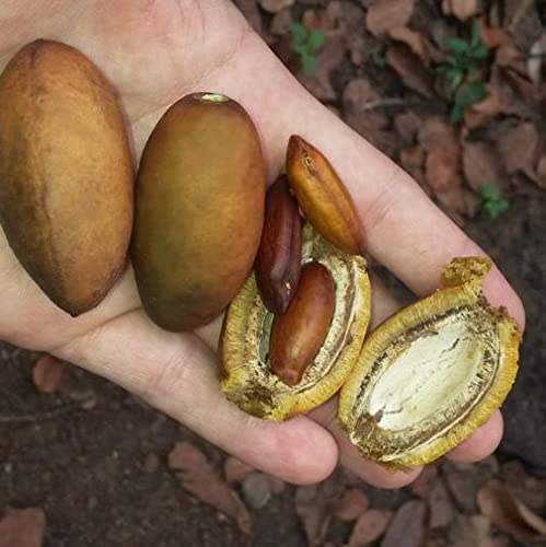 Huevas Tonka de Brasil – 100 g