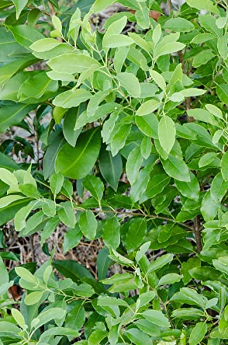 Indian Sandalwood Santalum Album 50 Seeds - Indian Sandalwood Tree Seeds.