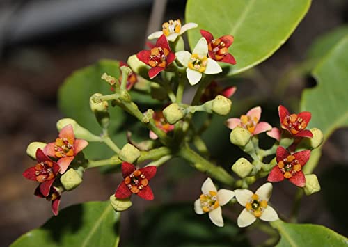 Indian Sandalwood Santalum Album 50 Seeds - Indian Sandalwood Tree Seeds.