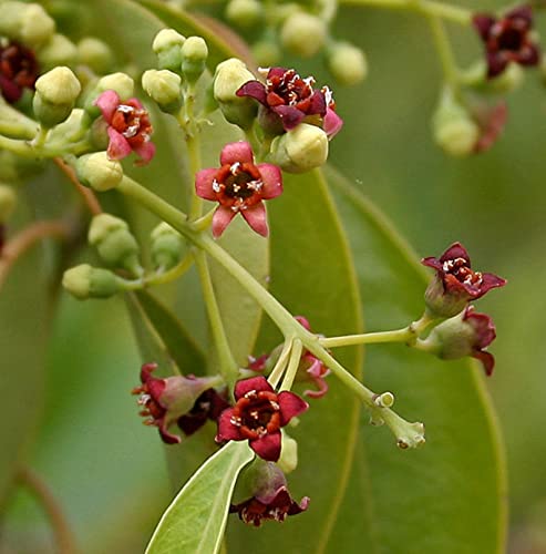 Indian Sandalwood Santalum Album 50 Seeds - Indian Sandalwood Tree Seeds.