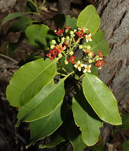 Indian Sandalwood Santalum Album 50 Seeds - Indian Sandalwood Tree Seeds.